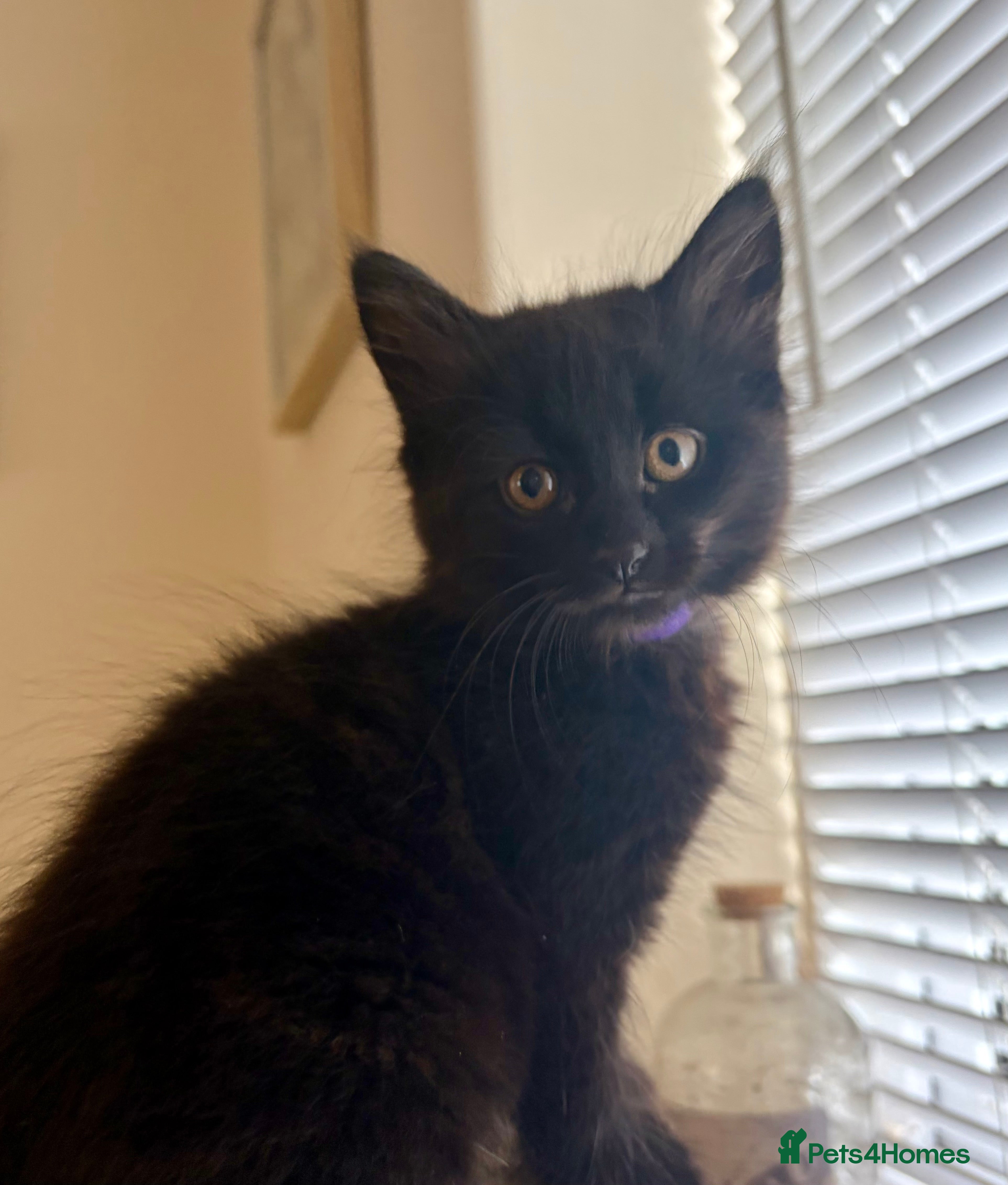 Mixed Breed cats Precious Little Fur Babies - Advert 8