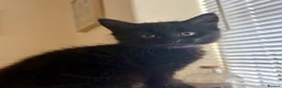 Mixed Breed cats for sale: Precious Little Fur Babies - Advert 1