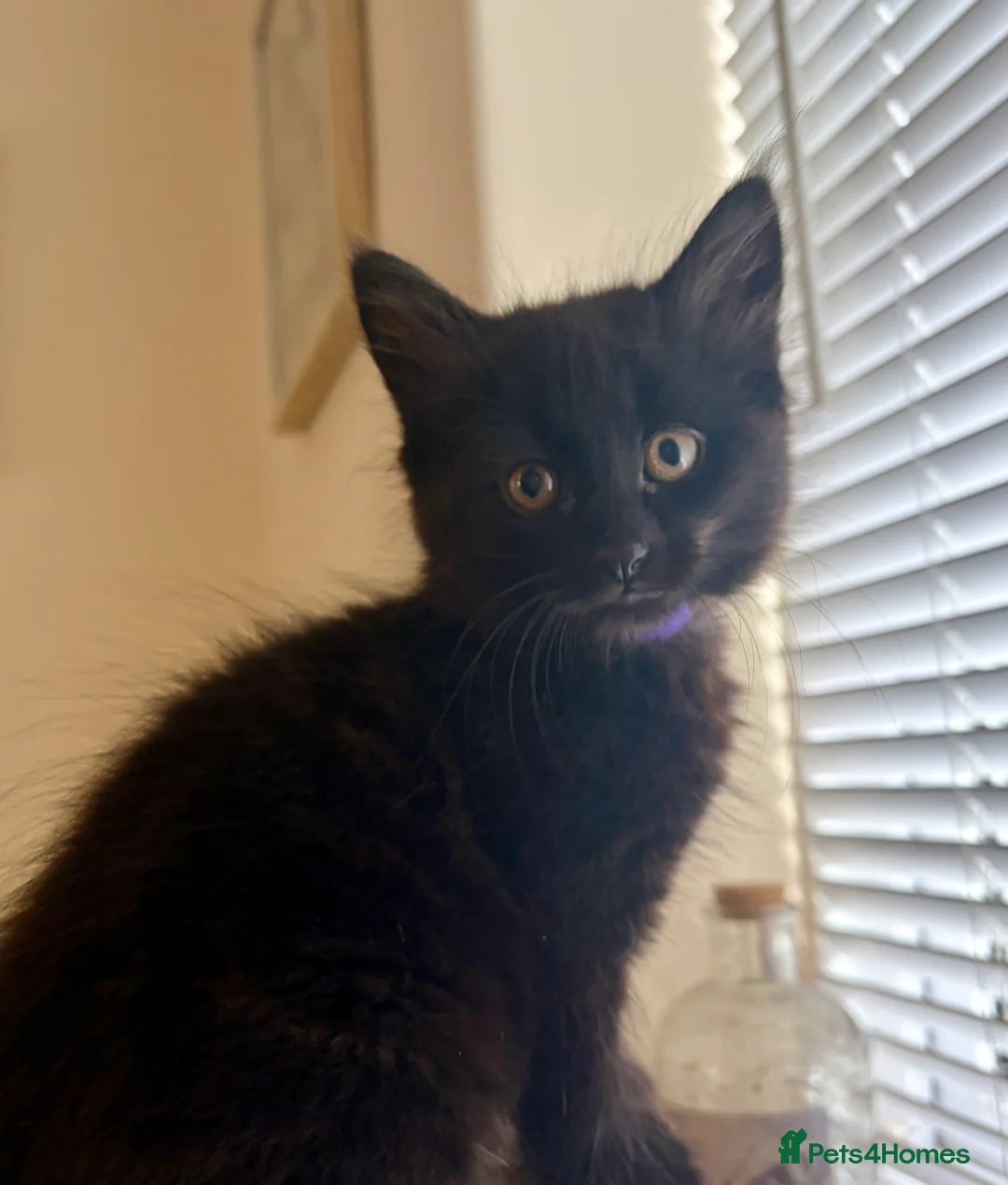 Mixed Breed cats for sale: Precious Little Fur Babies - Advert 1