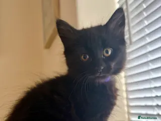 Mixed Breed cats Precious Little Fur Babies - Advert 3