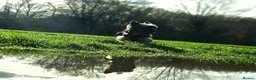 Yorkshire Terrier dogs for stud: Beautiful Yorkshire Terrier Stud Available - Advert 5