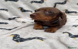 Miniature Dachshund dogs for sale: KC Reg Pedigree Mini Smooth Haired Dachshunds - Image 33