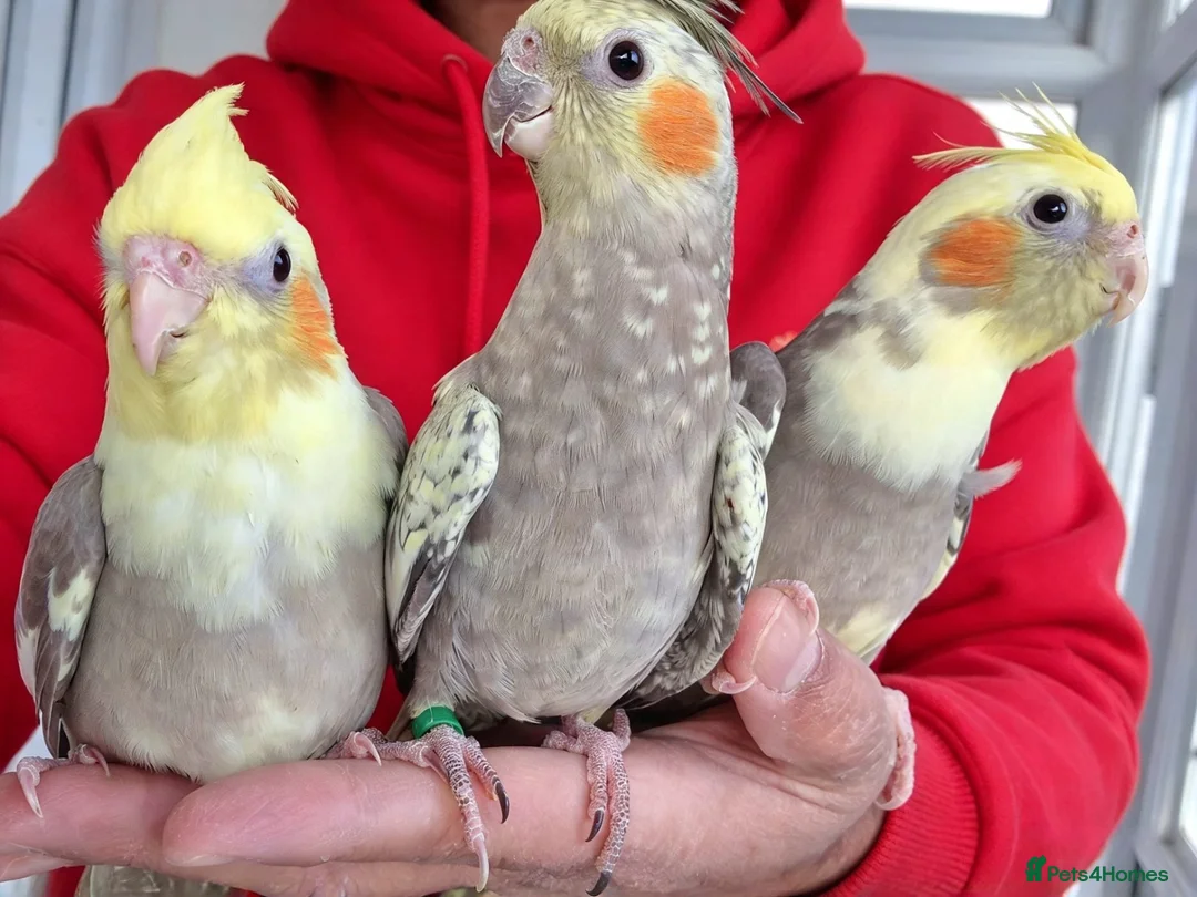 Cockatiels birds for sale: Hand tamed Cockatiels  - Advert 2