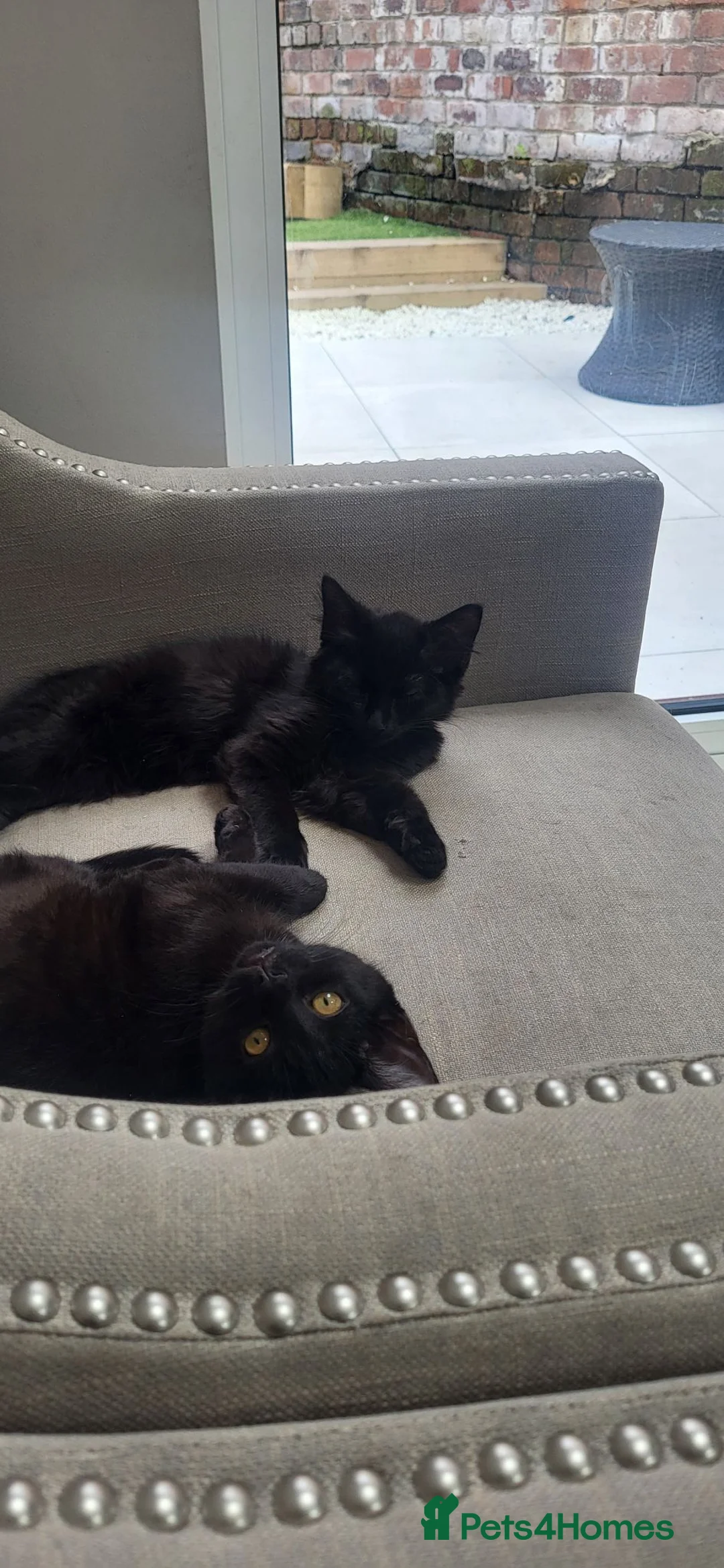 Mixed Breed cats for sale: 2 x Male Cats  in Dukinfield - Advert 7
