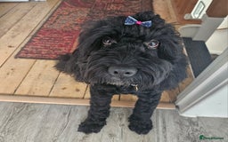 Cockapoo dogs for sale: Jack - Cockapoo for rehominng - Image 2