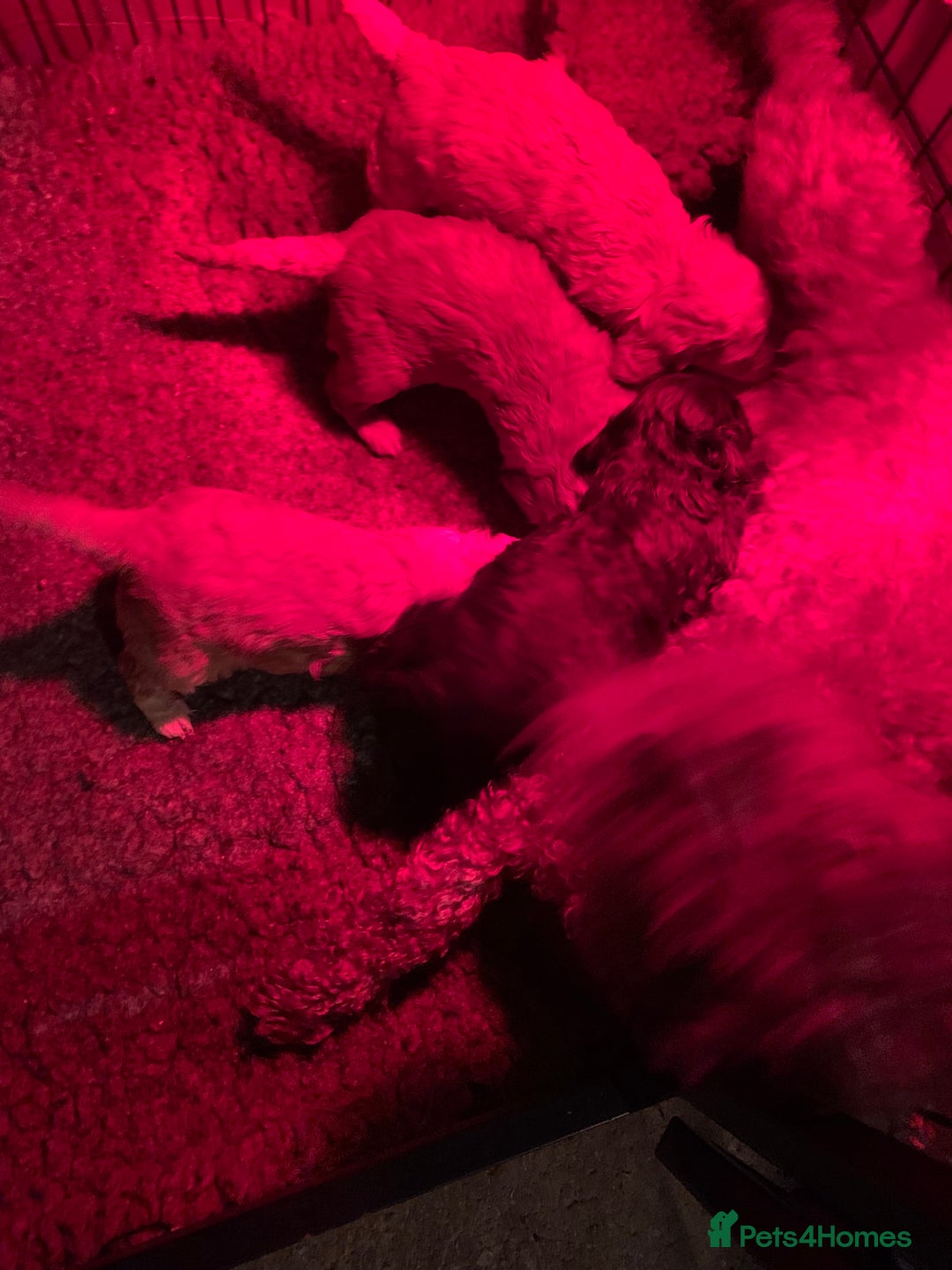 Cockapoo dogs for sale: F1 show type Cockapoo. Health tested parents - Advert 8