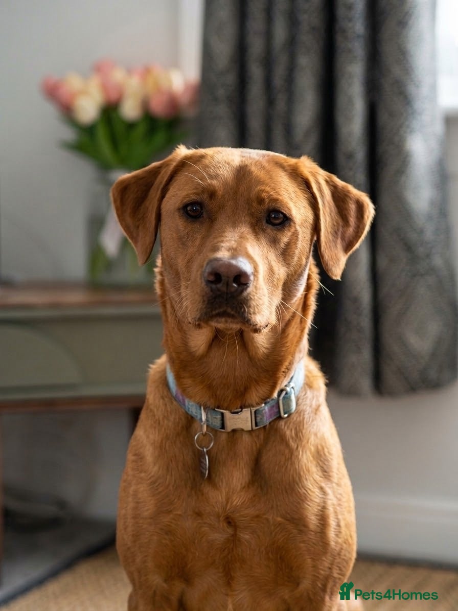 Labrador Retriever dogs Offer- Haggis 1st time mating KC Reg FOX RED   - Advert 1