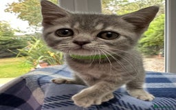 British Shorthair cats for sale: Purebred British Shorthair Grey Stripe Kittens - Image 5