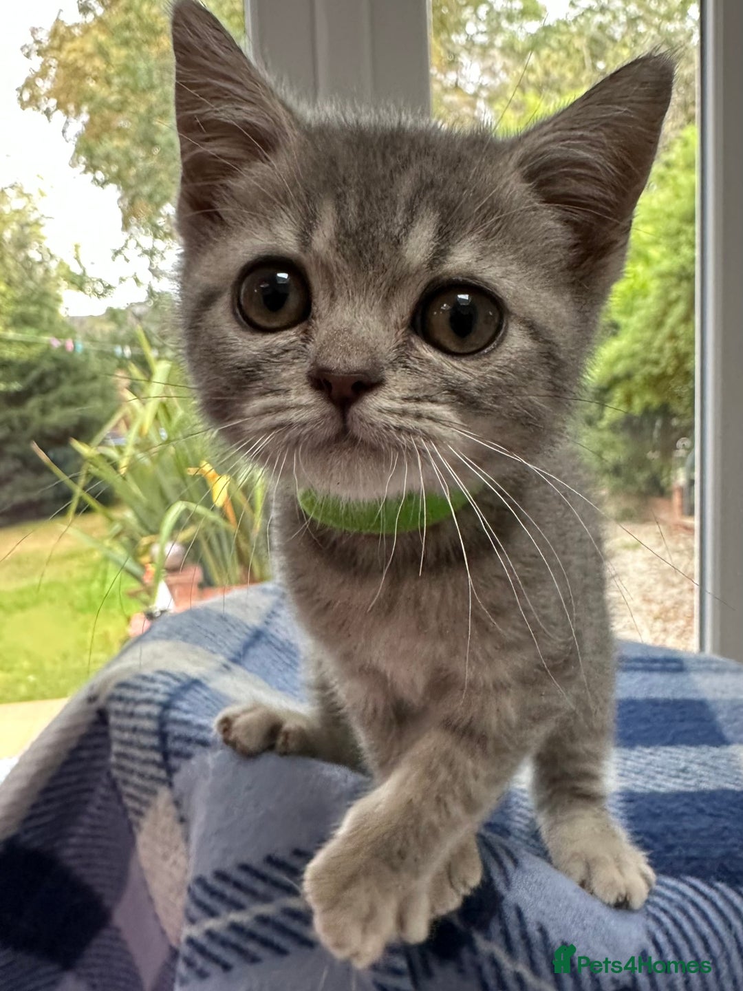 British Shorthair cats for sale: Purebred British Shorthair Grey Stripe Kittens - Image 5