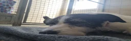Mixed Breed dogs for adoption: Scamp - Advert 3