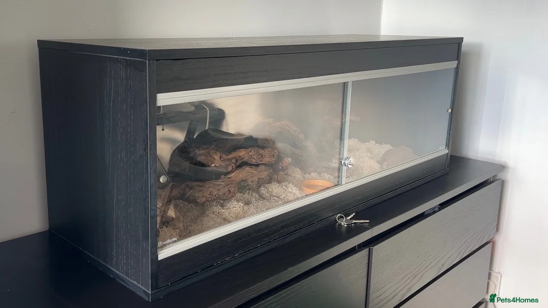 Corn Snake reptiles for sale: Male Corn Snake - Advert 5