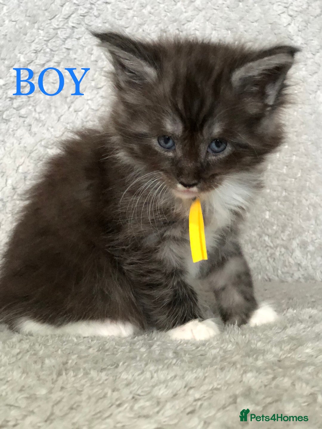 Maine Coon cats for sale: MaineCoon Kittens For Sale Black Smoke - Image 31