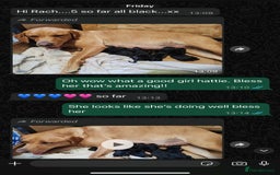 Labrador Retriever dogs for stud: Chocolate Labrador for stud PROVEN in Shrewsbury - Image 10