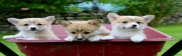 Welsh Corgi Pembroke dogs for sale: Pembroke corgi pups - Advert 24