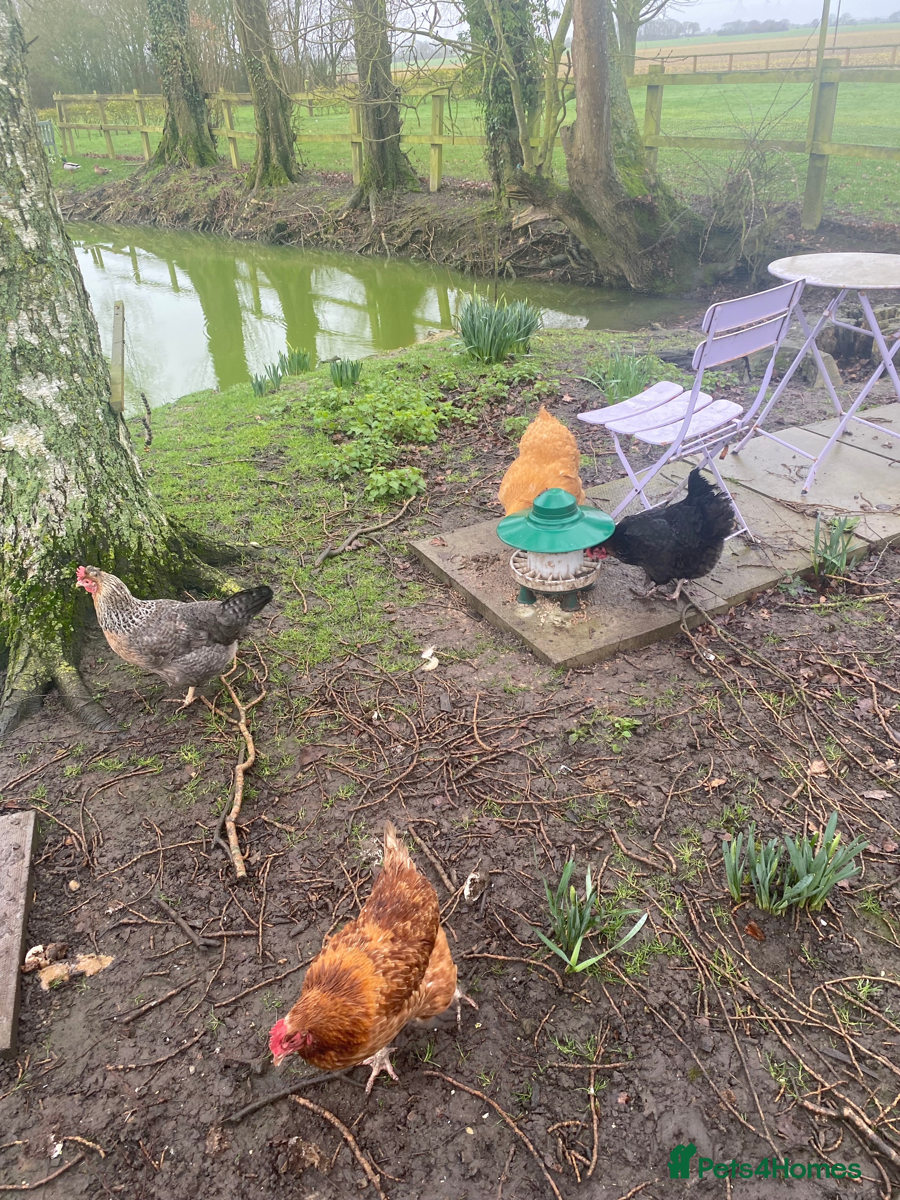 Chickens poultry  Buff orpington/cream legbar/hybrid/copper maran - Advert 18