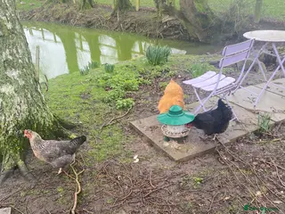 Chickens poultry Buff orpington/cream legbar/hybrid/copper maran - Advert 18