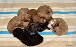 Cockapoo dogs for sale: 🐾STUNNING COCKAPOO PUPPIES🐾DNA TESTED PARENTS🧬 - Image 9