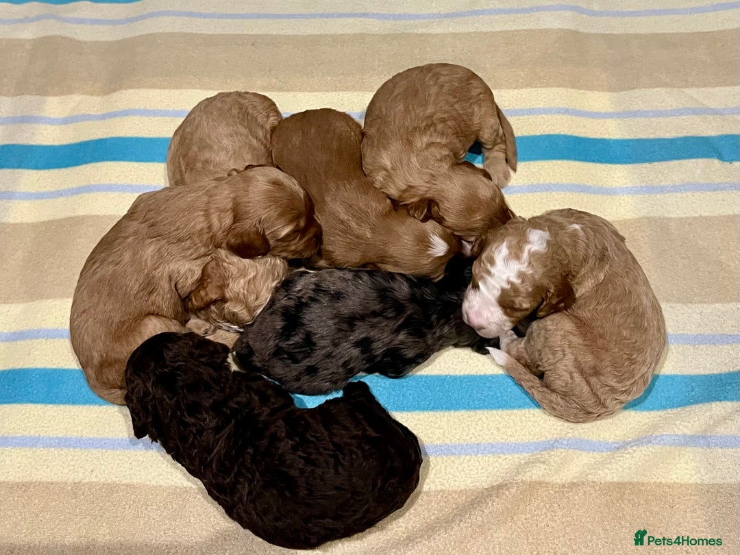 Cockapoo dogs for sale: 🐾STUNNING COCKAPOO PUPPIES🐾DNA TESTED PARENTS🧬 - Image 9