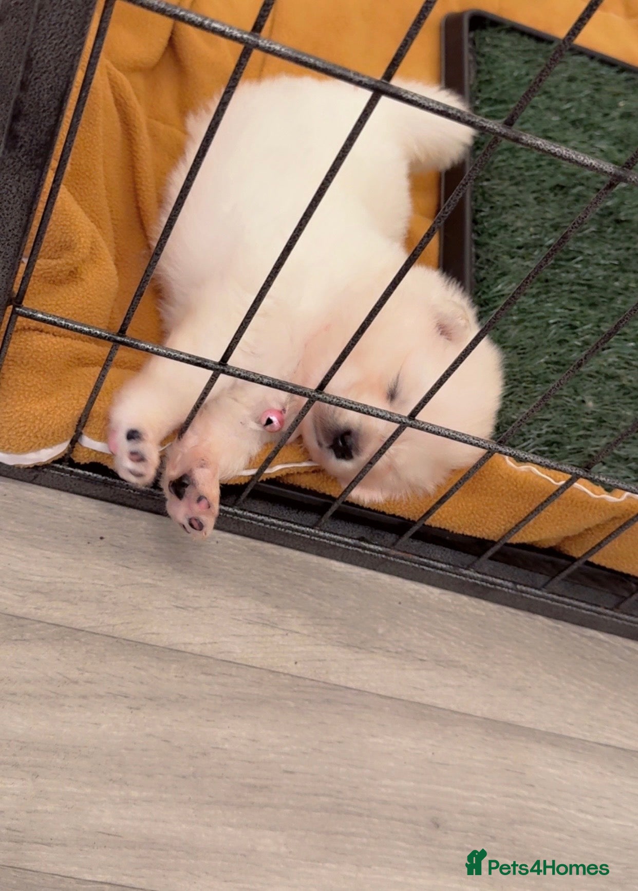 Samoyed dogs LAST 2 SAMOYED PUPS LEFT❤️  - Advert 8