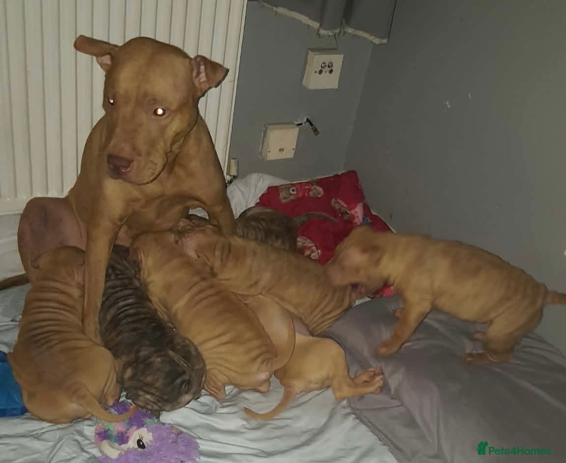 Shar Pei dogs Shar pei puppies for sale - Advert 6