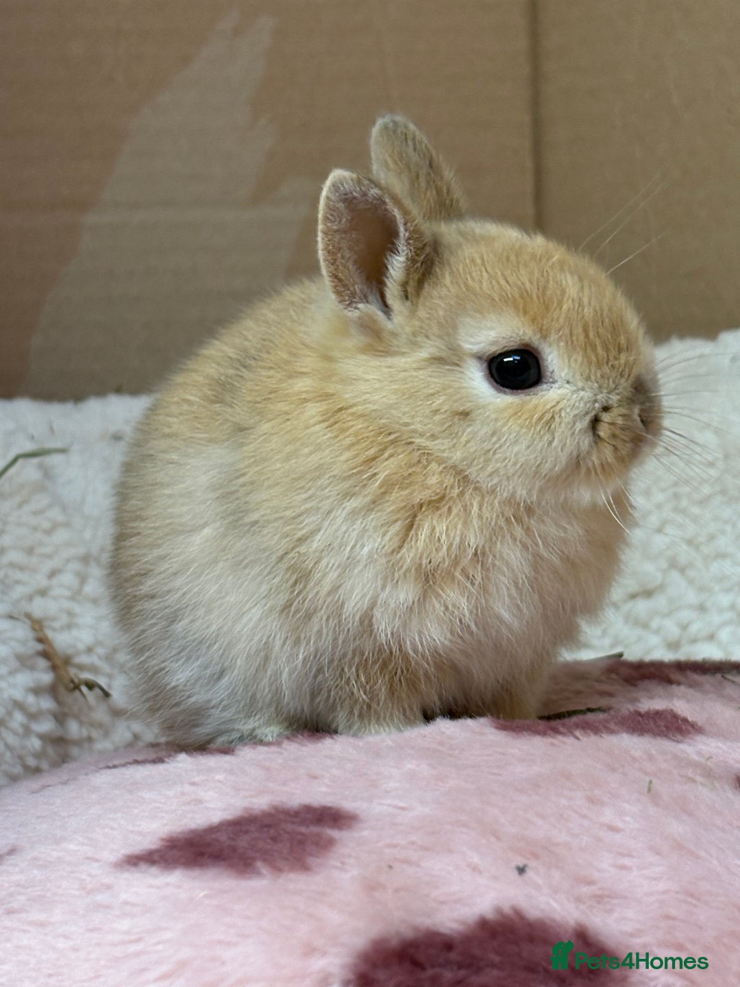 Netherland Dwarf rabbits for sale: Pure bred Netherland dwarf (vaccinated) - Advert 10