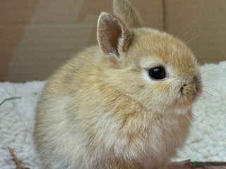 Netherland Dwarf rabbits Pure bred Netherland dwarf (vaccinated) - Advert 15