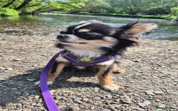 Chihuahua dogs for sale:  Bonded KC Long-haired chihuahuas-Loving home only - Image 4