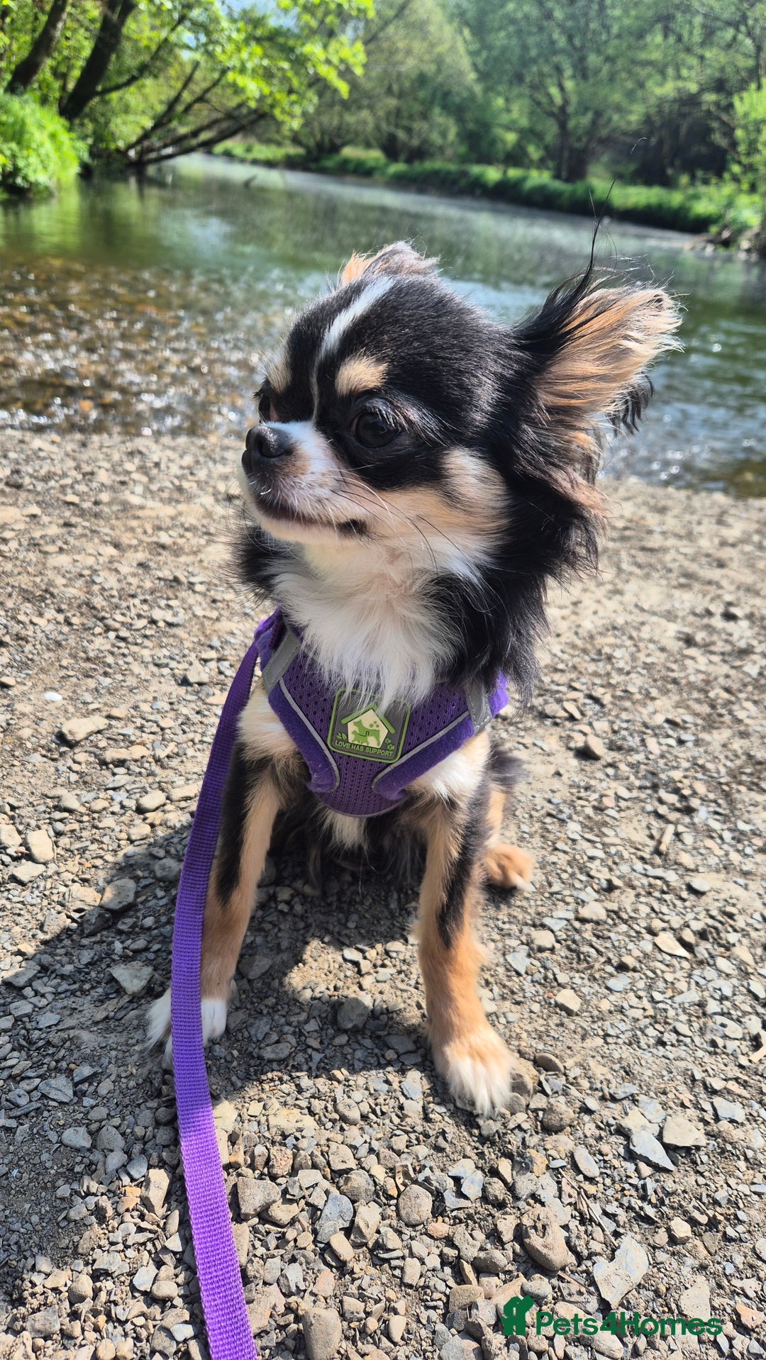 Chihuahua dogs for sale:  Bonded KC Long-haired chihuahuas-Loving home only - Image 4