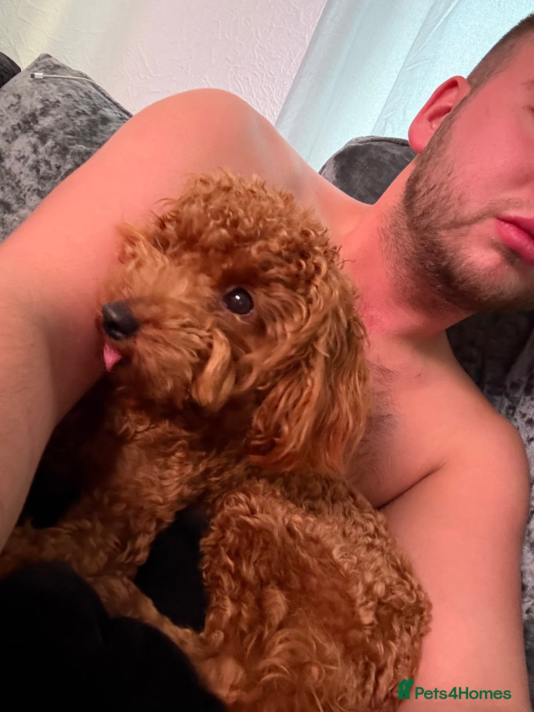 Toy Poodle dogs for sale: Toy Poodle Sprout  - Image 1