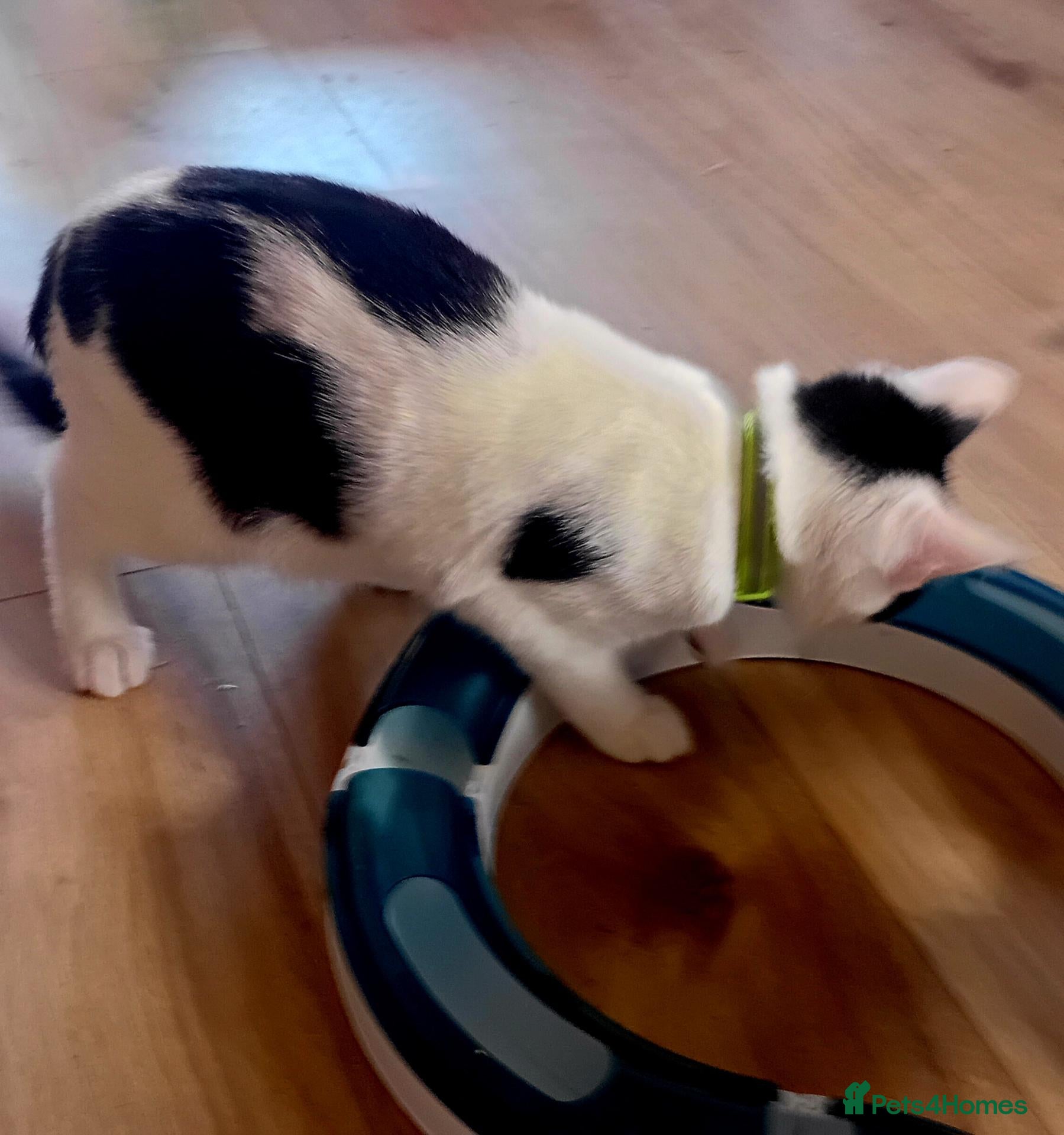 Mixed Breed cats Angel Beautiful Girl Looking for Her Forever Home  - Advert 5