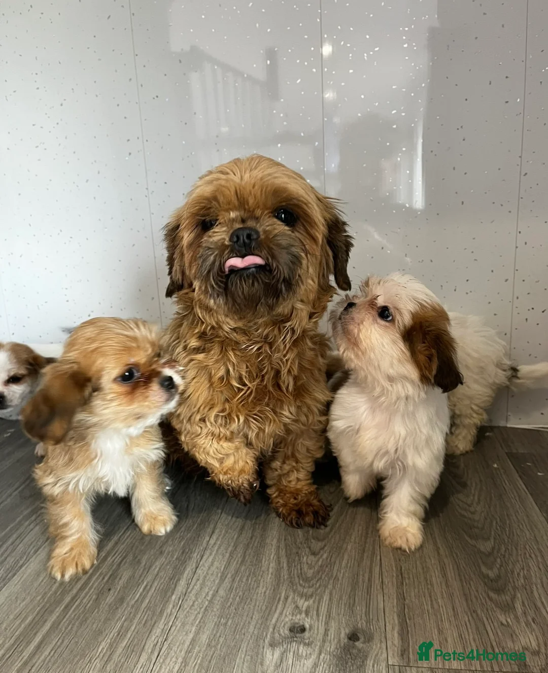 Shih Tzu dogs for sale: Stunning Shih Tzu puppies in Brierley Hill - Advert 5