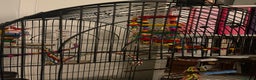 Conures birds for sale: Silly tame beautiful and loving pineapple conure - Advert 3