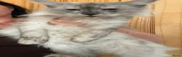 Maine Coon cats for sale: Smoke kitten 5 months old - Advert 10