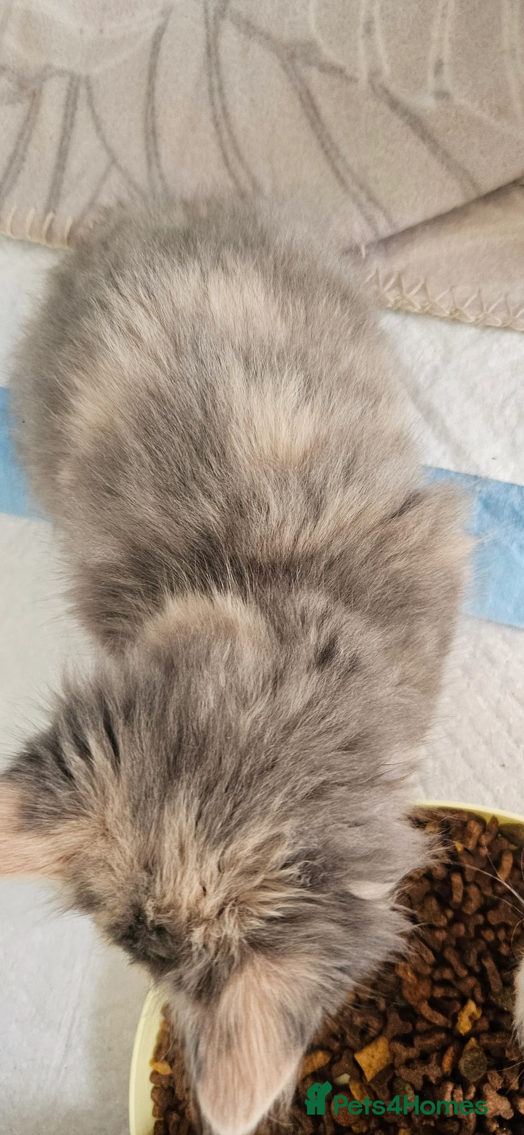 Mixed Breed cats for sale: Diluted Kittens READY for their forever homes  - Advert 23