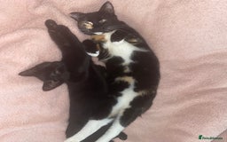 American Shorthair cats for sale: 1 beautiful kitten looking for forever home  in London - Image 3