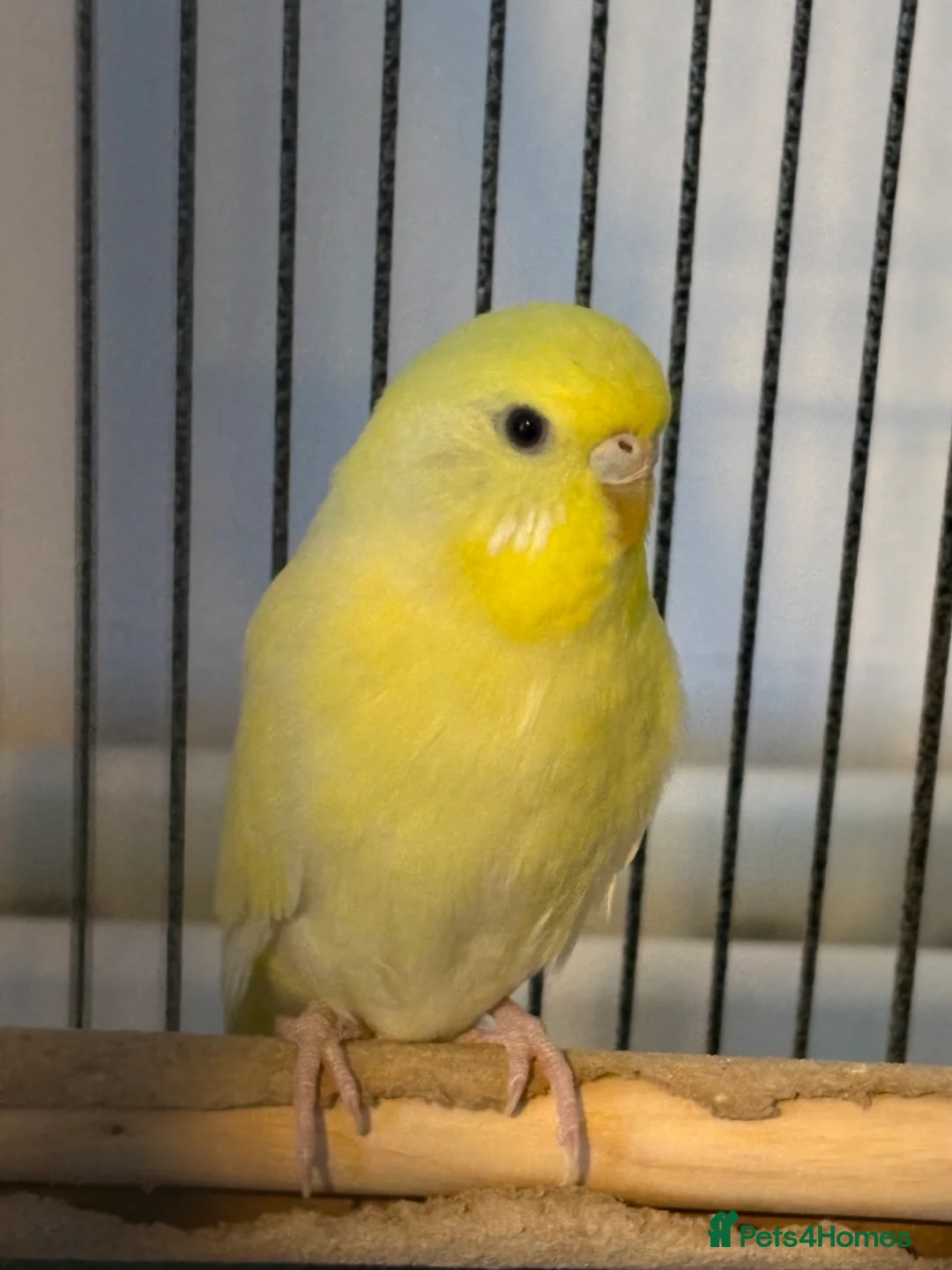 Budgerigars birds for sale: Male and female bonded pair with set up  - Advert 3