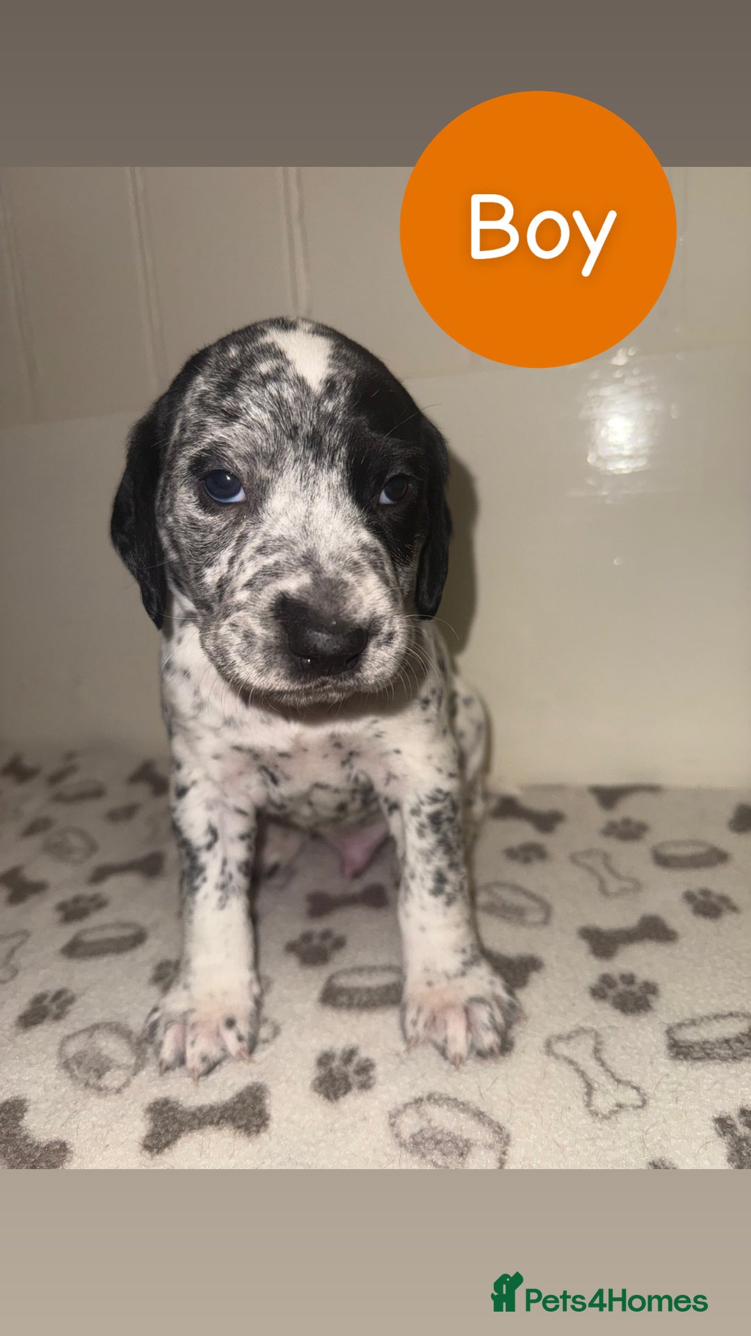 Mixed Breed dogs for sale: Dalmatian X Cocker spaniel - Advert 12