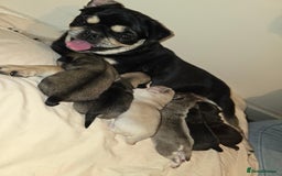 Pug dogs for sale: 6 beautiful pug puppies  - Image 2