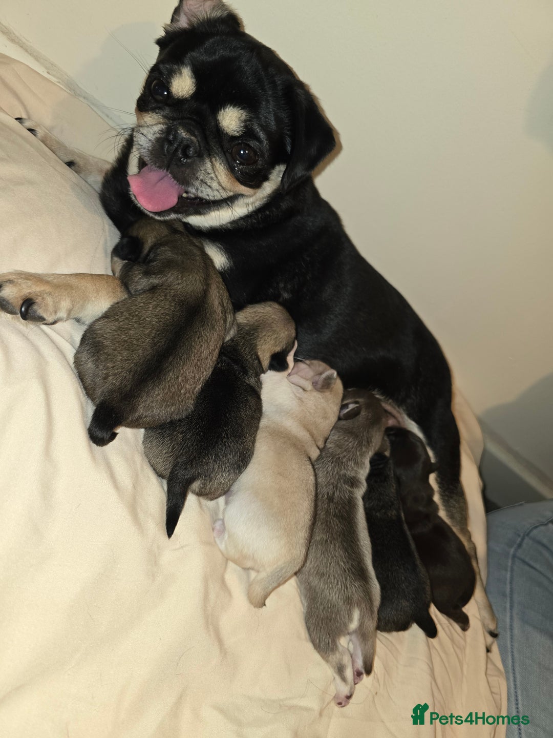 Pug dogs for sale: 6 beautiful pug puppies  - Image 2