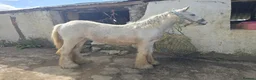 Irish Cob horses for sale: TGCA filly grey and blue - Advert 9
