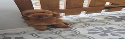 Cavapoo dogs for sale: 1 year old female  - Advert 4