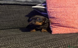 Miniature Dachshund dogs for sale: 2 females - Advert 7