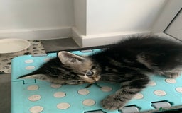 Mixed Breed cats for sale: Himalayan mixed - Image 6