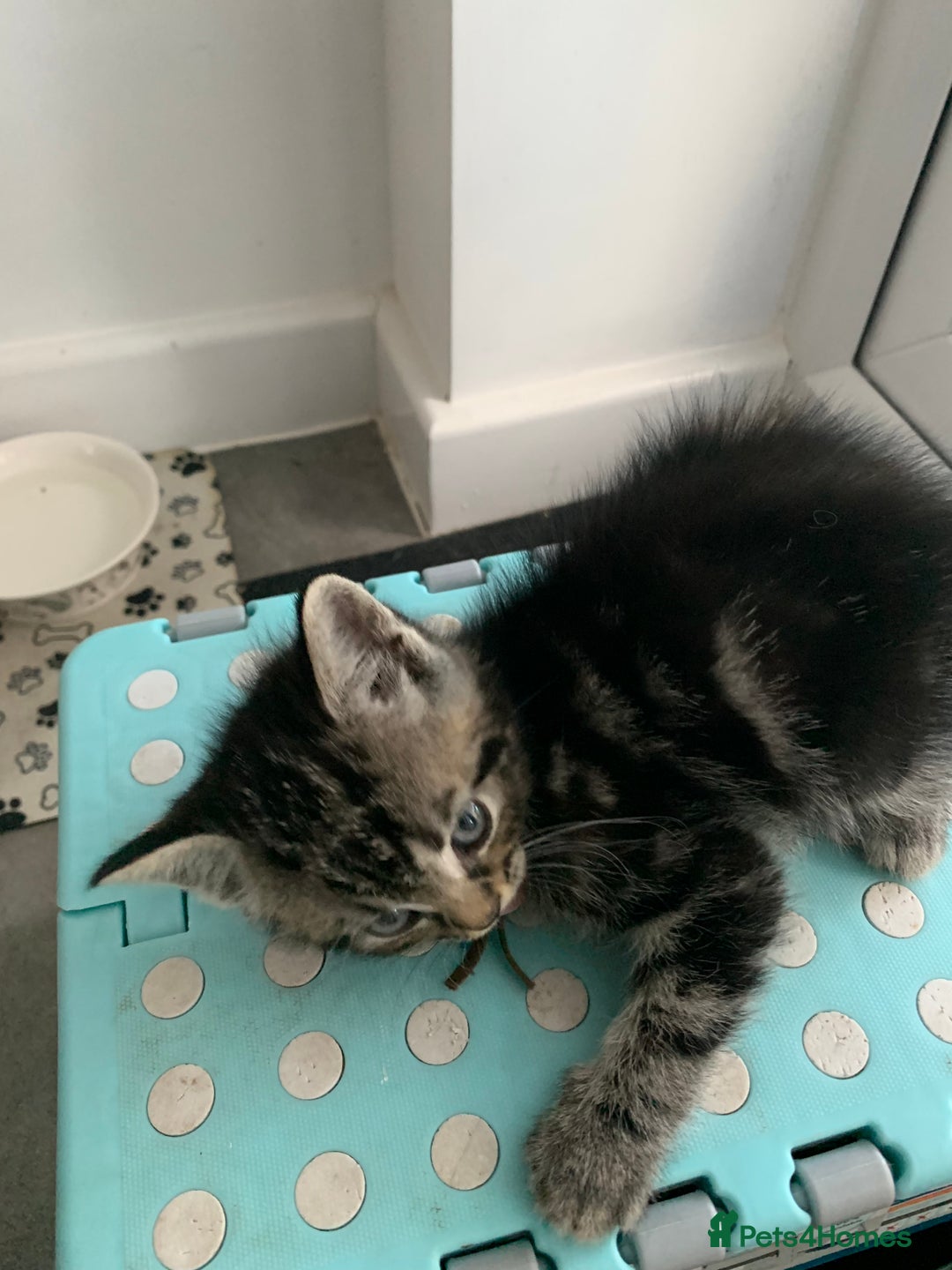 Mixed Breed cats for sale: Himalayan mixed - Image 6