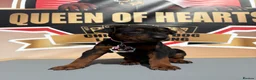 Chinese Red Dog dogs for sale: Stunning (Laizhou hong) Chinese red dog puppies  - Advert 15