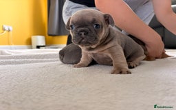 French Bulldog dogs for sale: 4 lovely French Bulldog puppies for sale . - Image 5