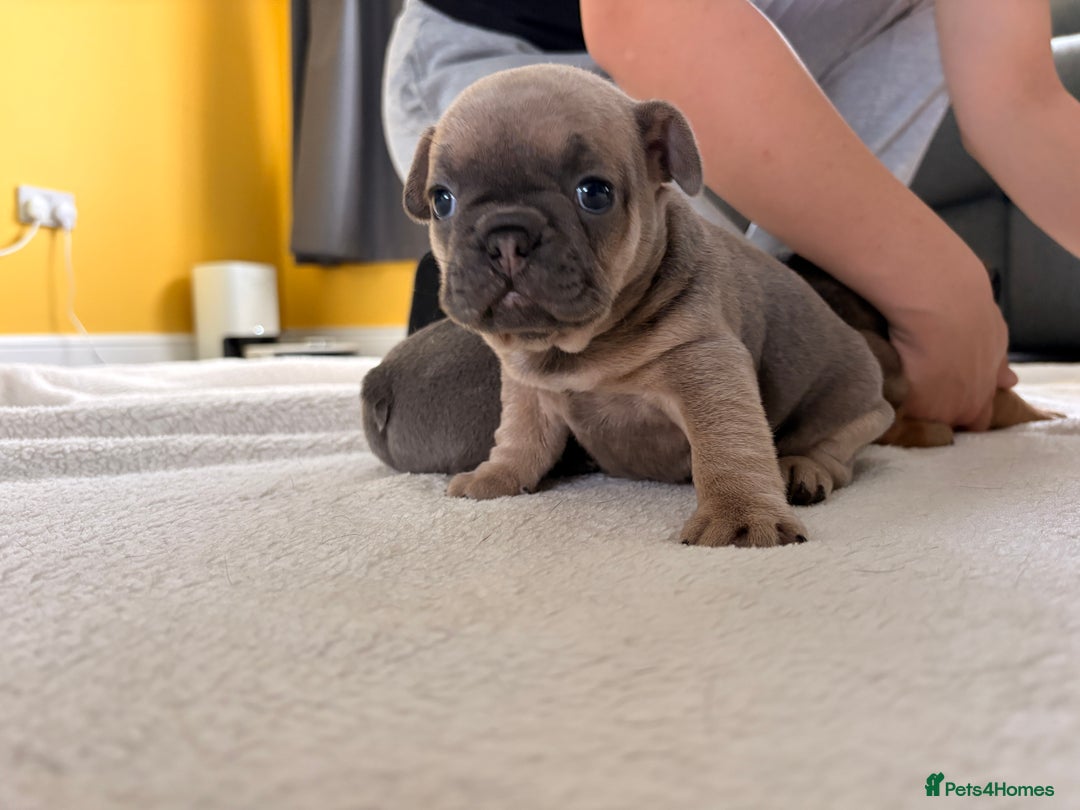 French Bulldog dogs for sale: 4 lovely French Bulldog puppies for sale . - Image 5