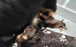 Jack Russell dogs for sale: Chocolate and Tan and Black and Tan Jacks - Image 8