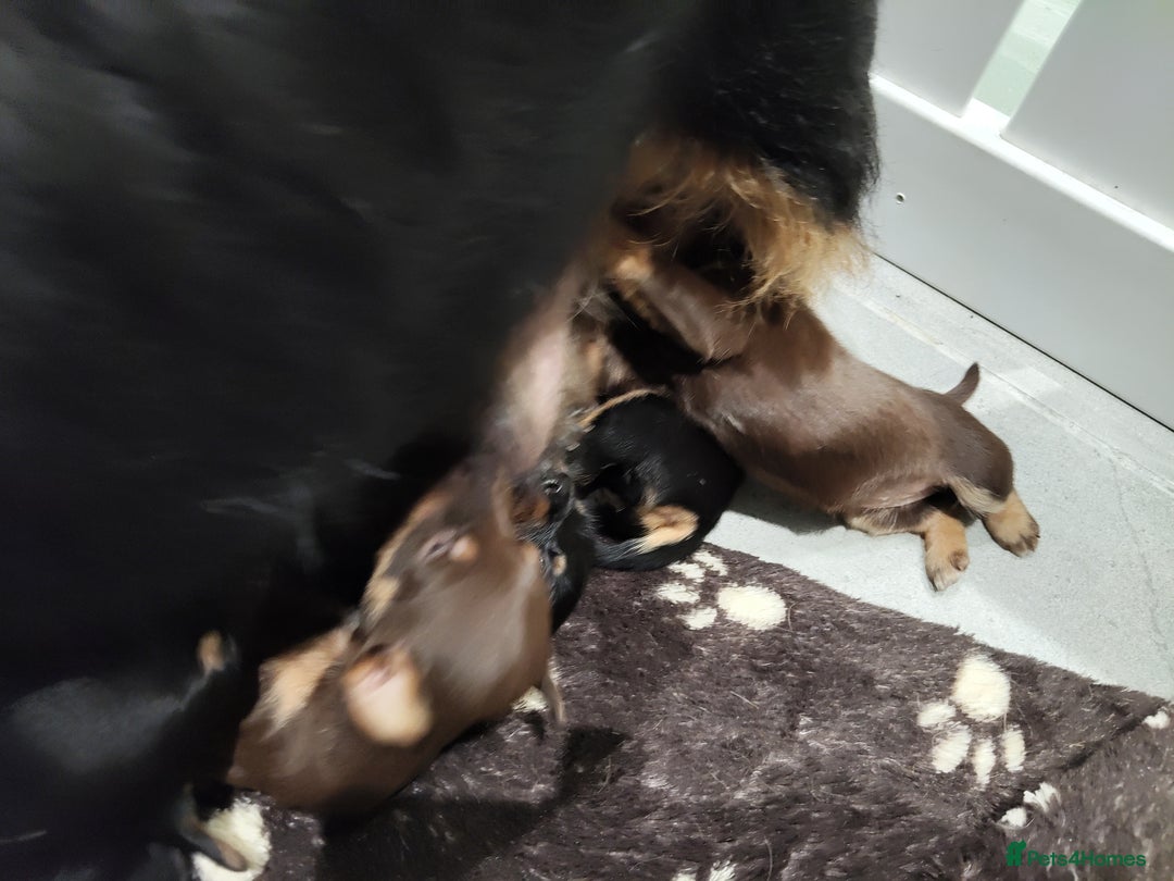 Jack Russell dogs for sale: Chocolate and Tan and Black and Tan Jacks - Image 8