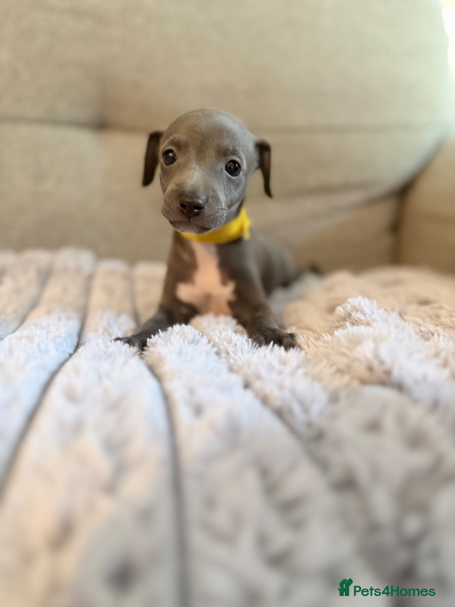 Italian Greyhound dogs 4 Stunning KC Italian Greyhound Puppies  - Advert 9